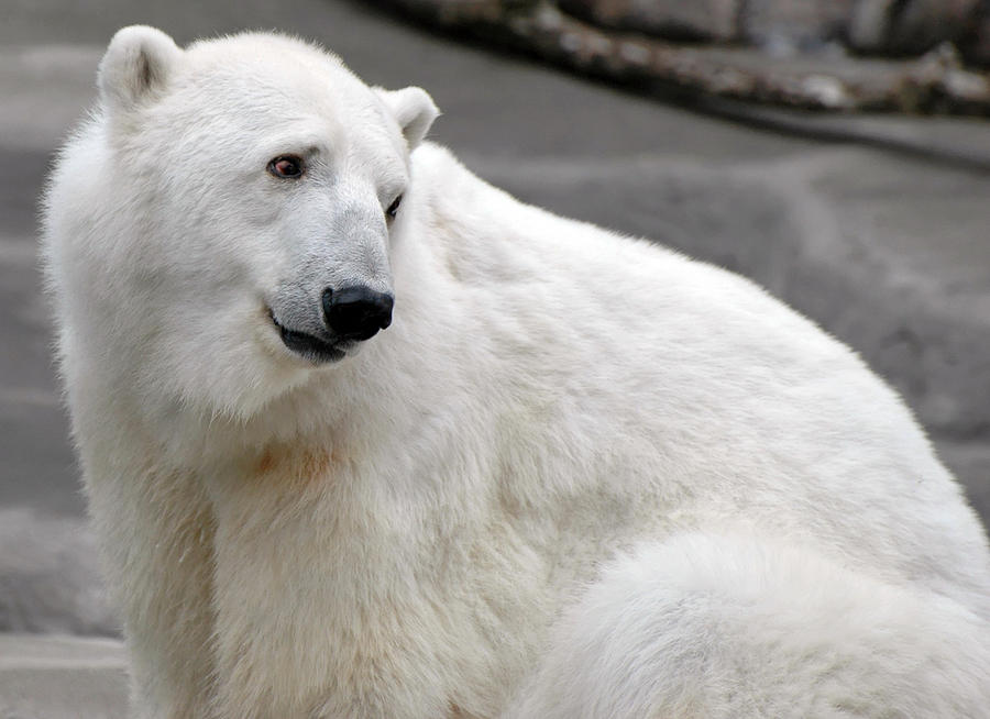 Polar Bear Looking Back Photograph by Clarence Alford