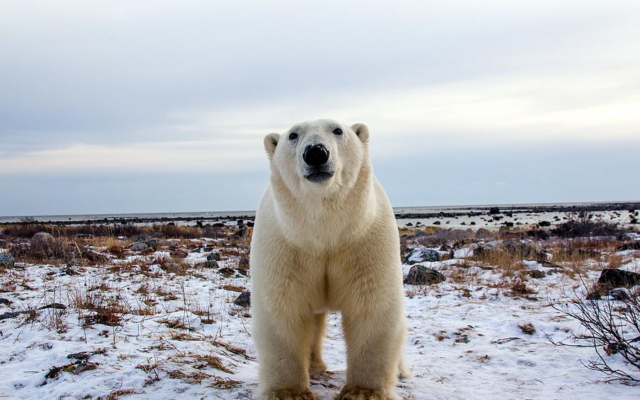 Wildlife Digital Art - Polar Bear by Maye Loeser
