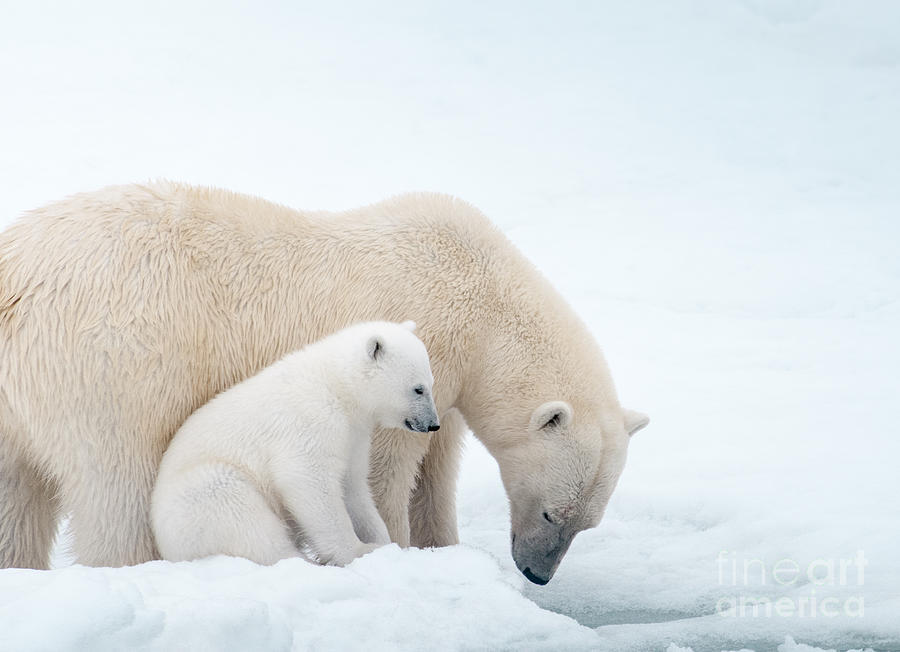 Polar Bear Mom and Cub Photograph by Paulette Sinclair