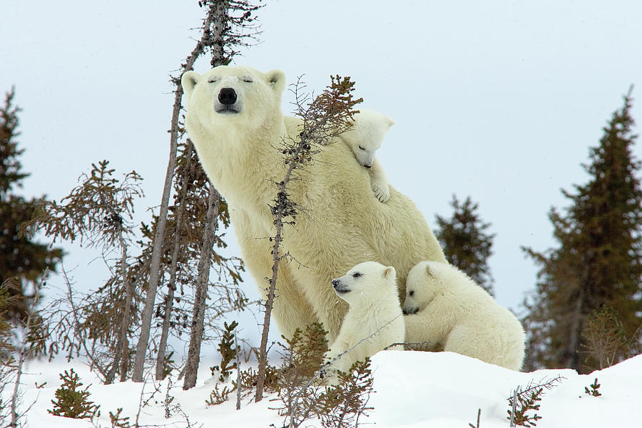 Polar Bear Mom and Cubs Photograph by Matthias Breiter