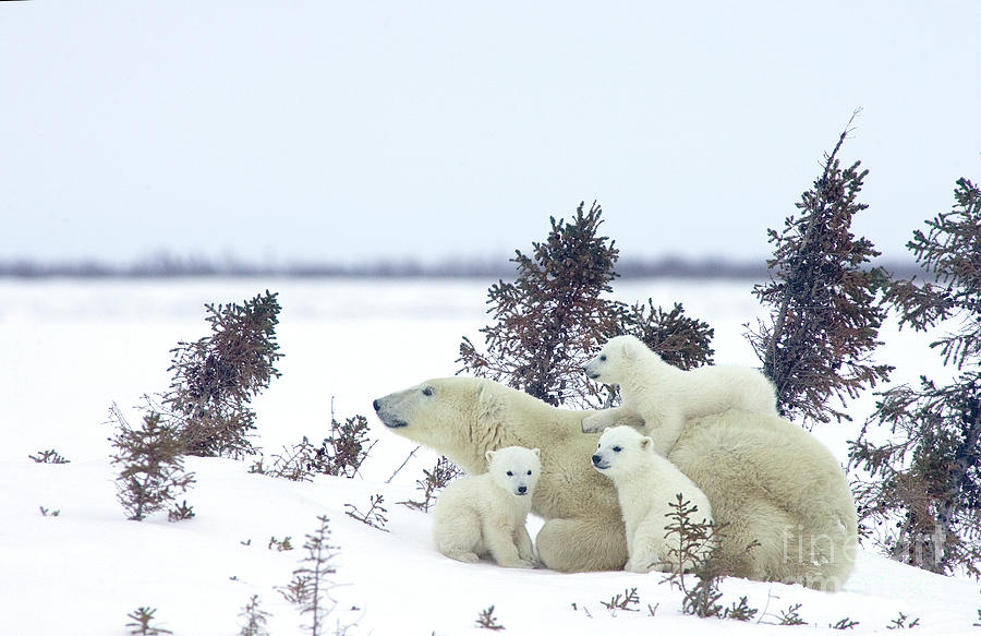 Polar Bear Mom and Four Cubs Photograph by Matthias Breiter