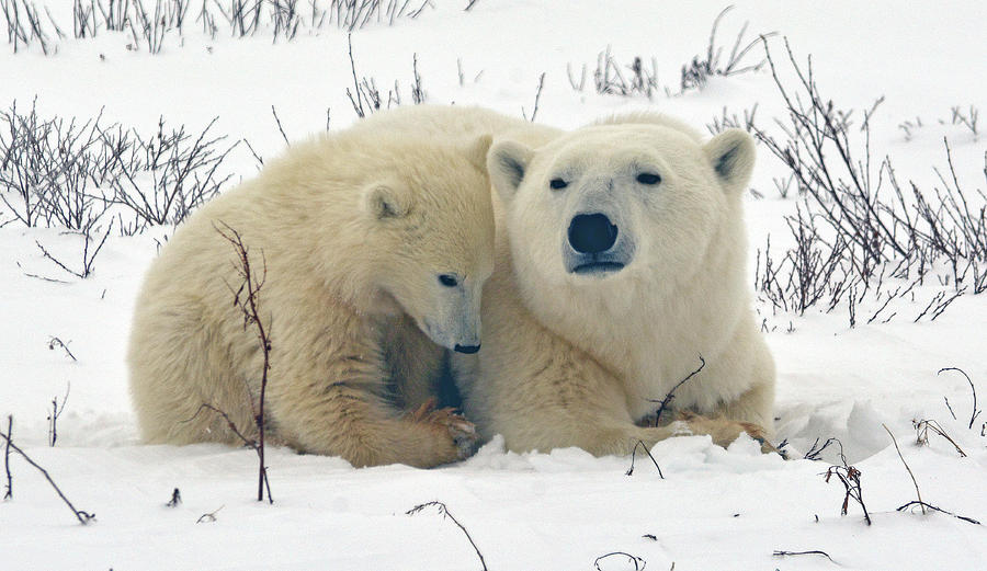 Polar Bear Mother and Baby Photograph by Michelle Halsey