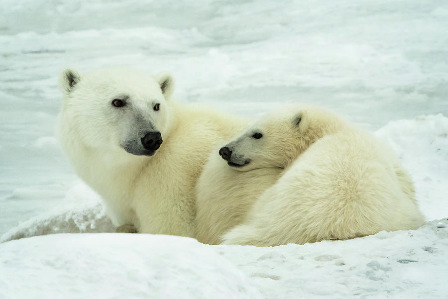 Polar Bear mother and Cub Photograph by Steven Upton