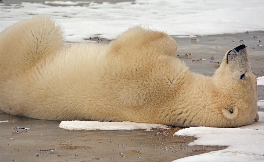 Polar Bear Nap Time Photograph by Michelle Halsey