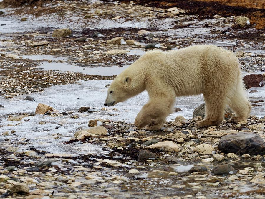 Polar bear on the tundra Photograph by Christine Montague
