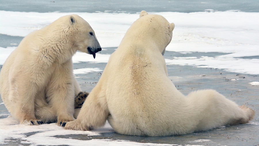 Polar Bear Pair Photograph by Michelle Halsey