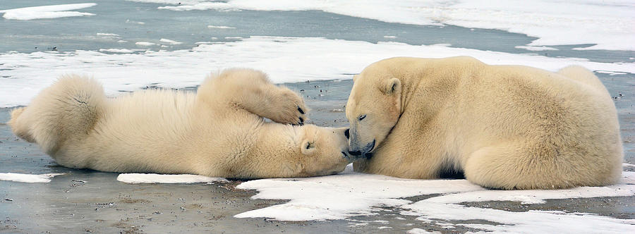 Polar Bear Pair Playing Photograph by Michelle Halsey