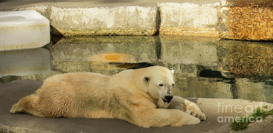 Polar Bear Poolside Photograph by Suzanne Luft