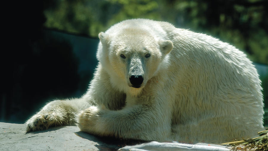 Polar Bear Portrait 2 Photograph by William Bitman