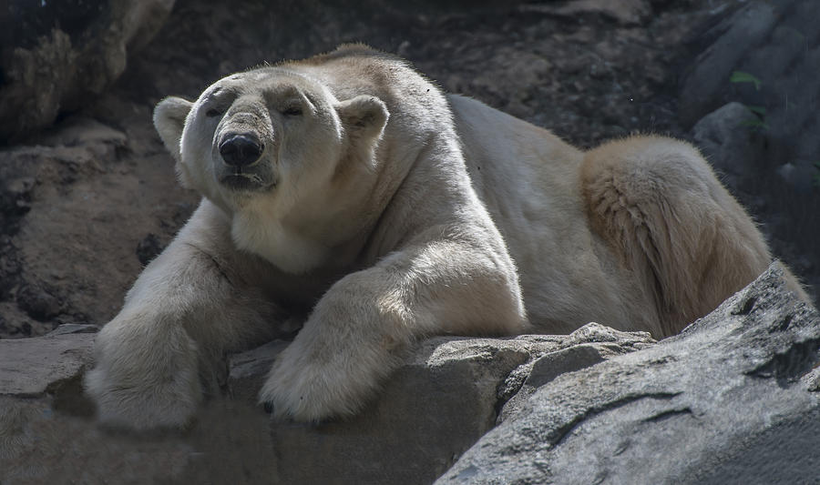 Polar Bear Portrait 3 Photograph by William Bitman
