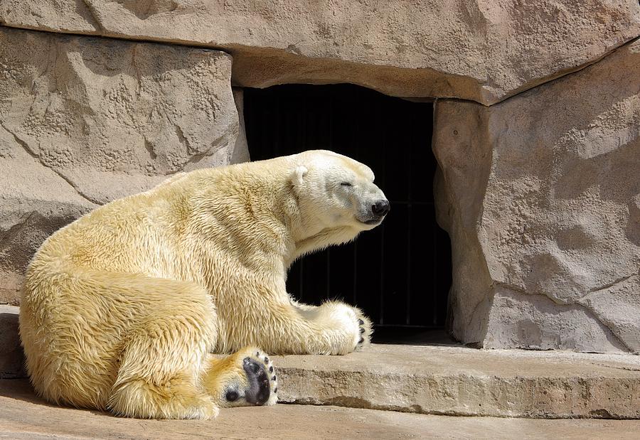 Polar Bear Photograph - Polar Bear Prayers by Linda Mishler