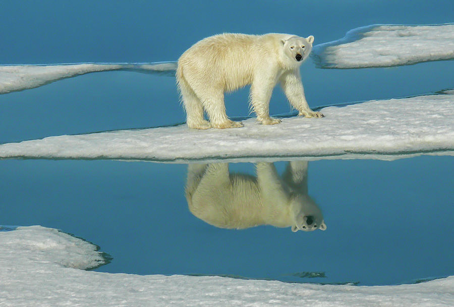 Reflections on The Bear