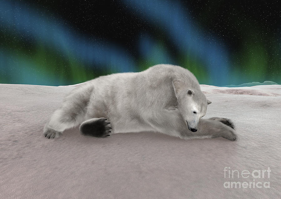 Nature Digital Art - Polar Bear Resting by Design Windmill