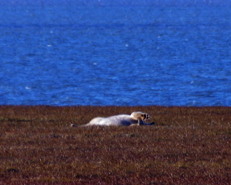 Polar Bear Rolling in Tundra Grass Photograph by Anthony Jones