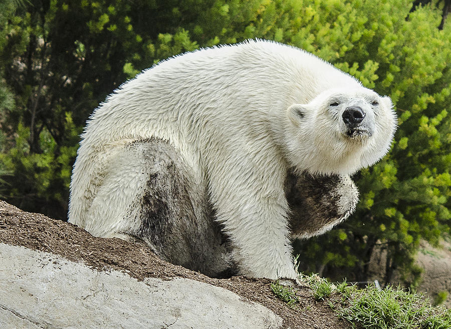 Polar Bear Scratching His Chin Photograph by William Bitman