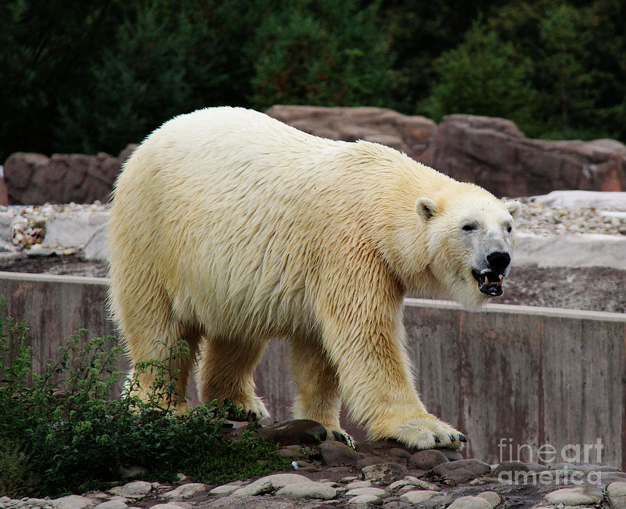 Detroit Photograph - Polar Bear searching by Art Kurgin