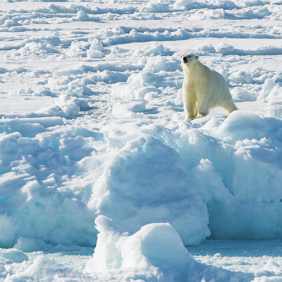 Polar Bear Sniffing Photograph By Katharine Moore - Fine Art America