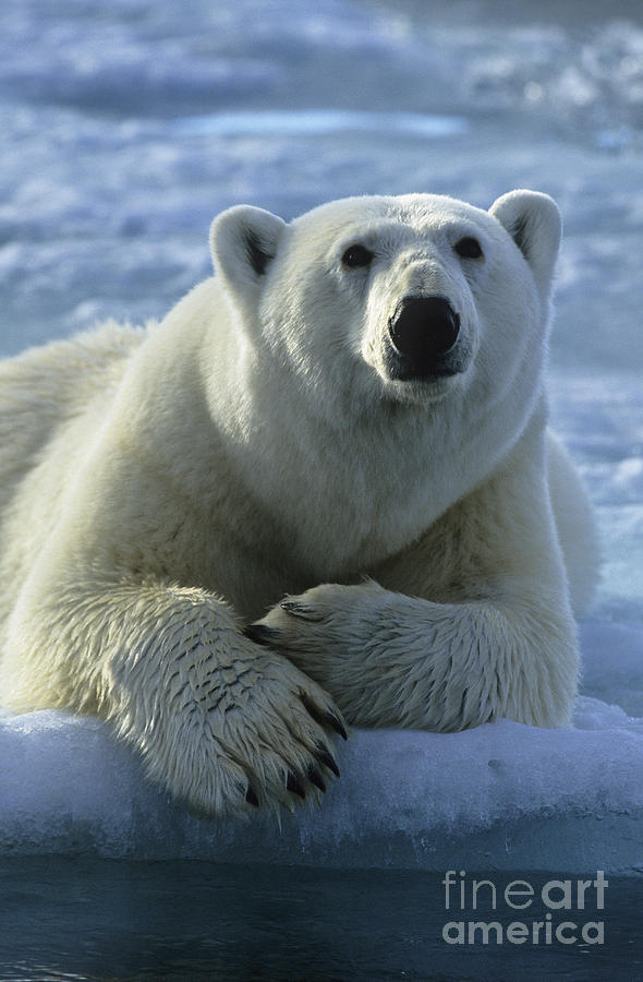 Polar Bear, Spitsbergen Photograph by Jean-Louis Klein & Marie-Luce Hubert