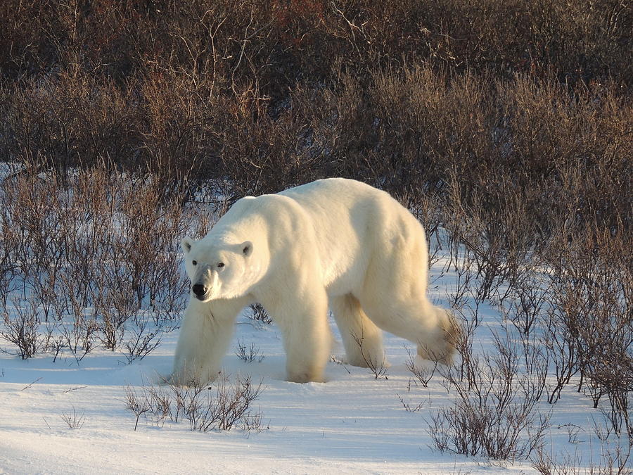 Polar Bear Stalking Photograph by Lori Ann Martin - Pixels