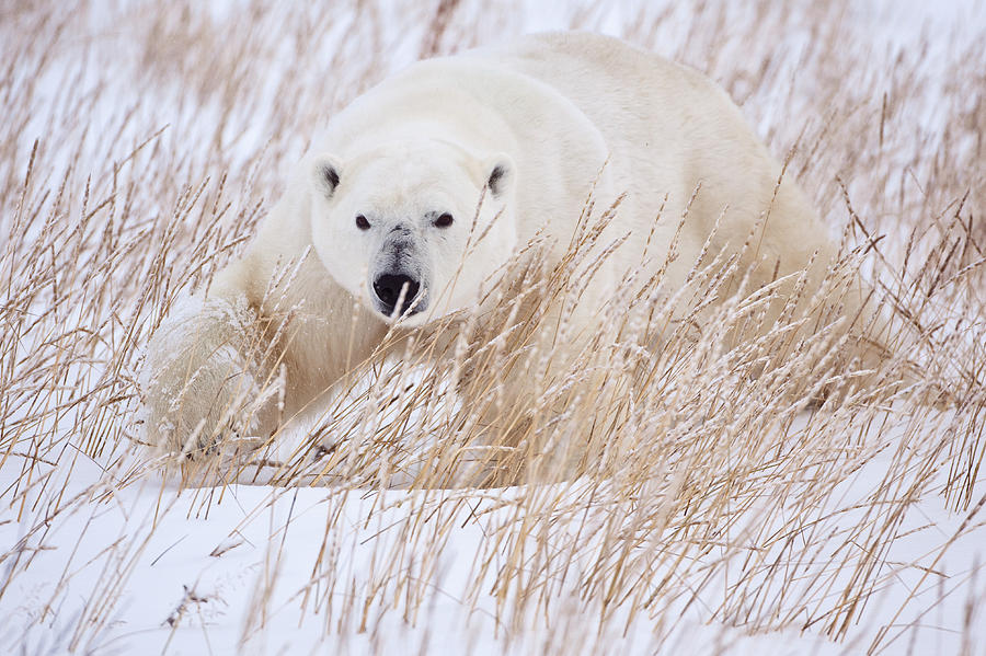 Bear Photograph - Polar Bear stalking through the grass by Paul Burwell