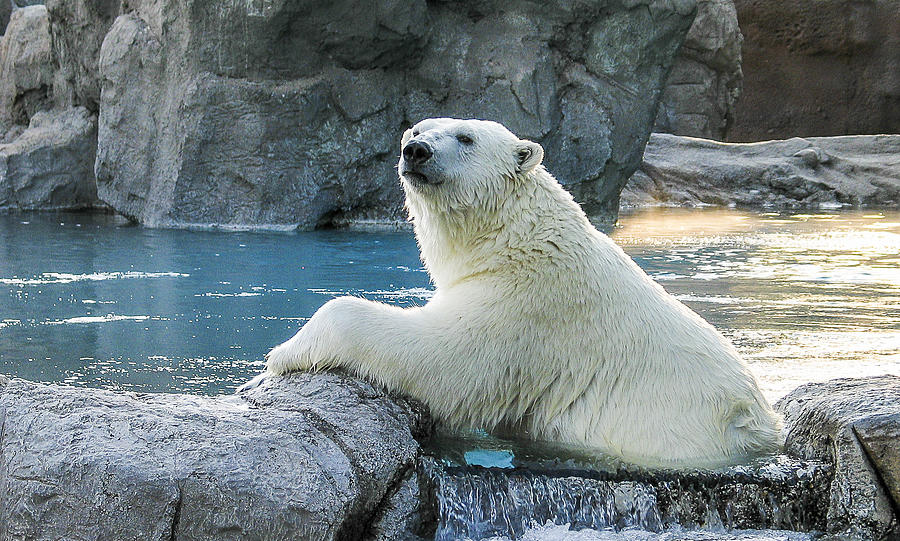 Polar Bear Photograph by Steven Ralser