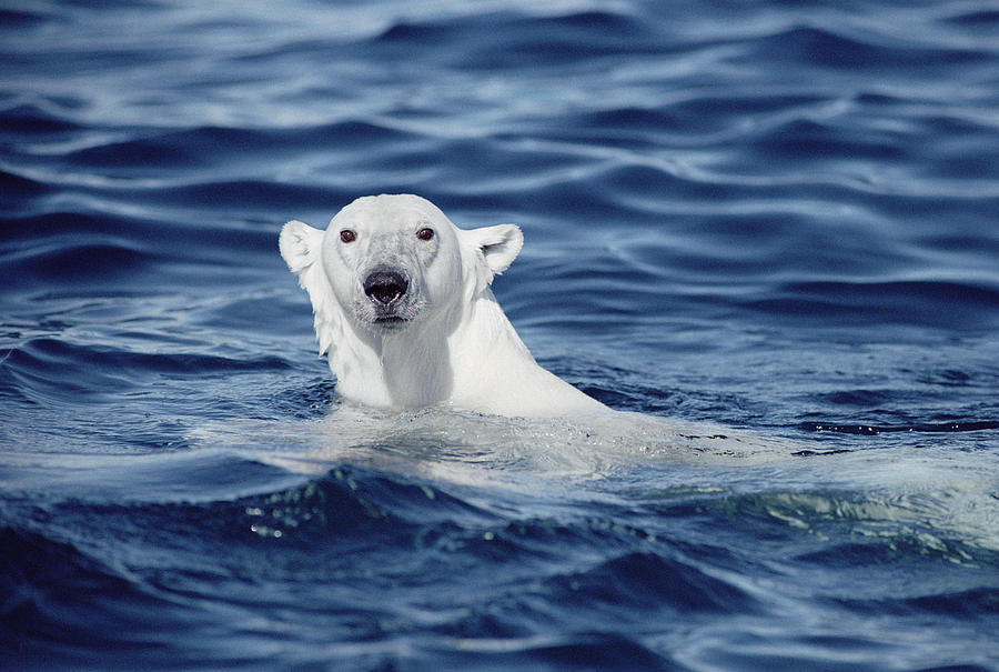 Polar Bear Swimming Baffin Island Canada Photograph by Flip Nicklin