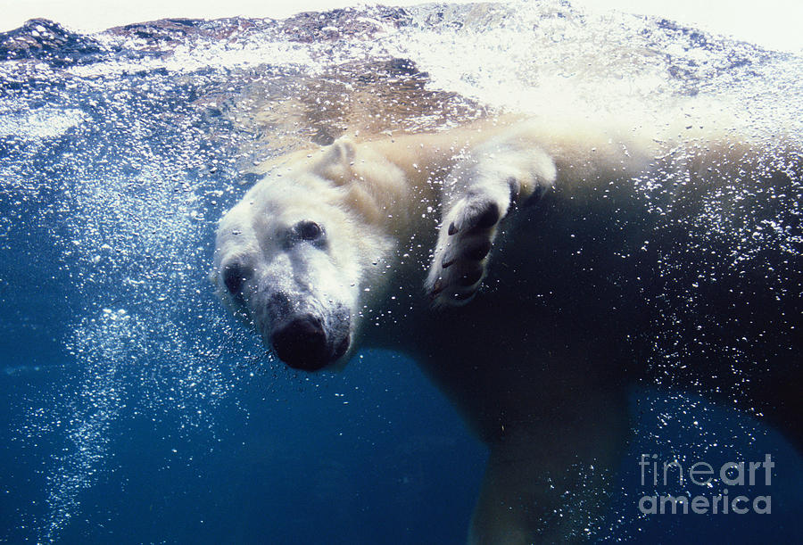 Polar Bear Swimming Photograph by John W. Warden