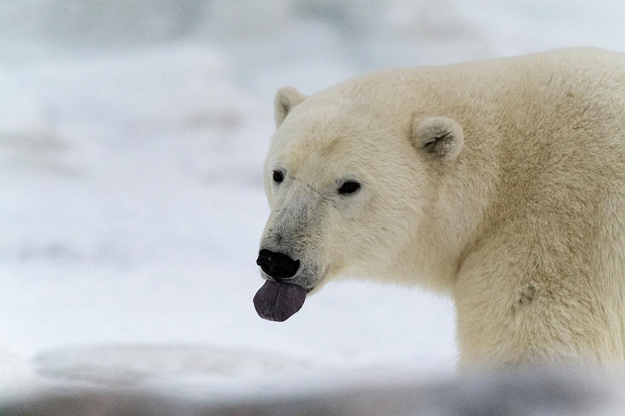 Polar Bear Tasting Wind Photograph by Lynn Starnes