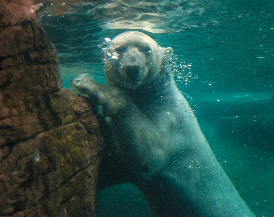 Polar Bear Underwater Leaning On Rocks Photograph by William Bitman