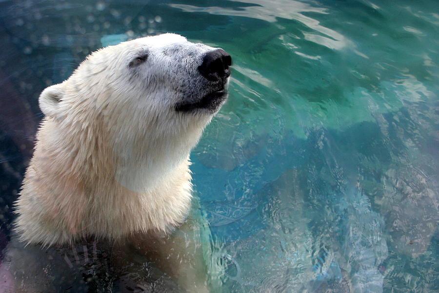 Columbus Photograph - Polar Bear Up Close by Laurel Talabere