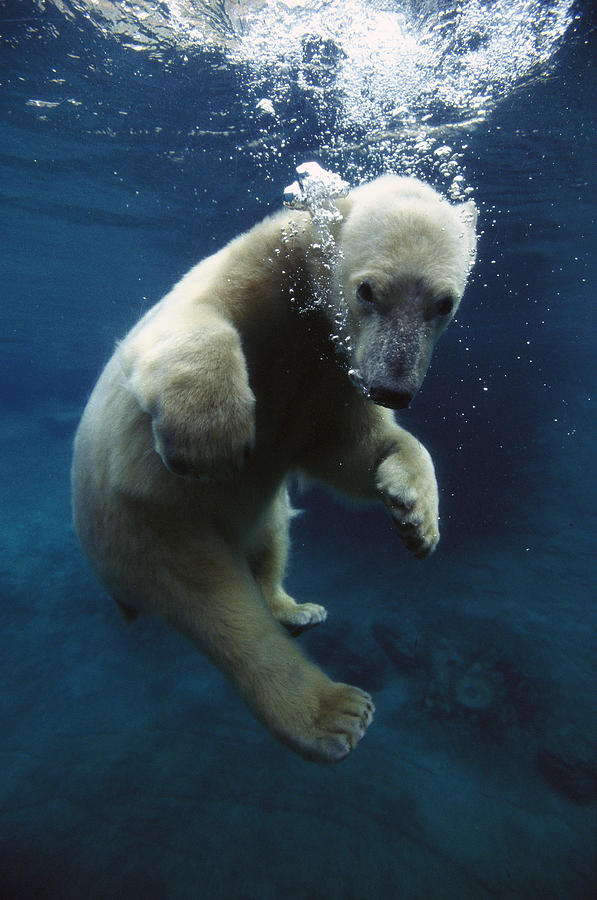Polar Bear Ursus Maritimus Cub Photograph by San Diego Zoo