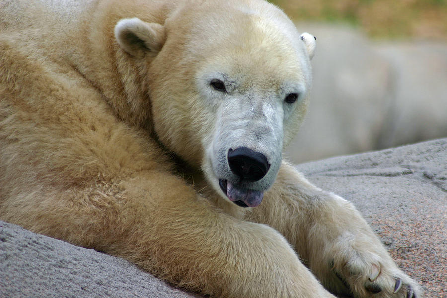 Polar Bear Waking Photograph by David Rucker