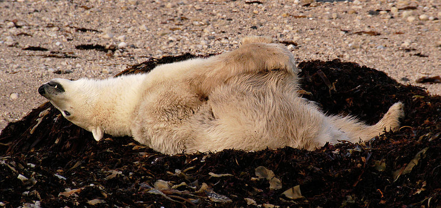 Polar Bear Warmup Photograph by Ted Keller