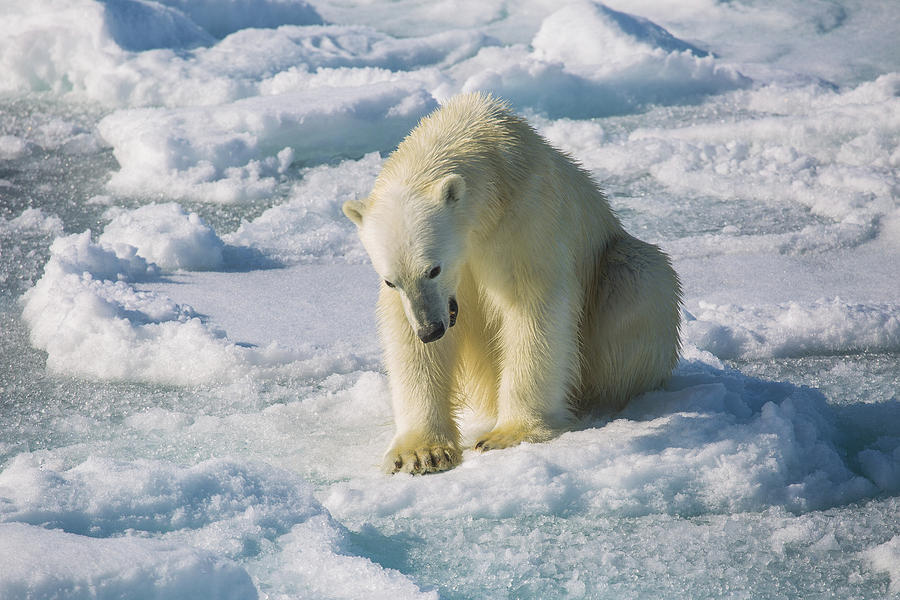 Polar bear yawning Photograph by Katharine Moore | Fine Art America