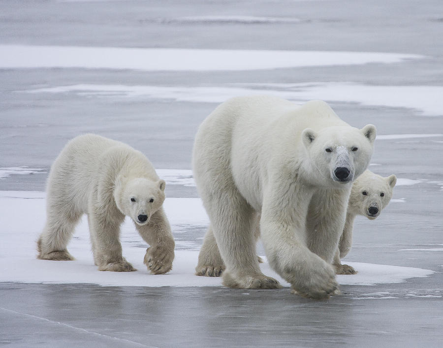 Polar Bears Photograph by Barry Tarr - Fine Art America