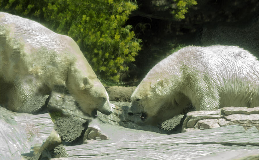 Polar Bears Face Off Photograph by William Bitman