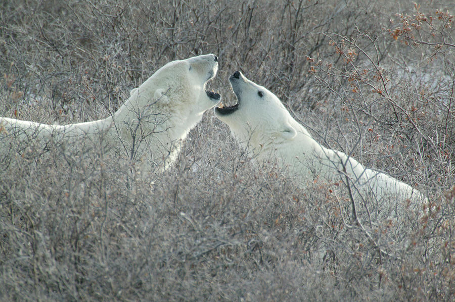 Arctic Photograph - Polar Bears Jawing by Ralph Fahringer