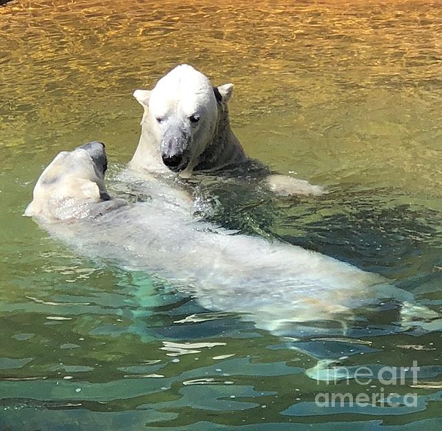 Polar Bears by Laurie Lundquist Polar Bears by Laurie Lundquist