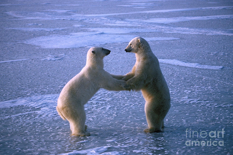 Animal Photograph - Polar Bears Play-fighting by Francois Gohier