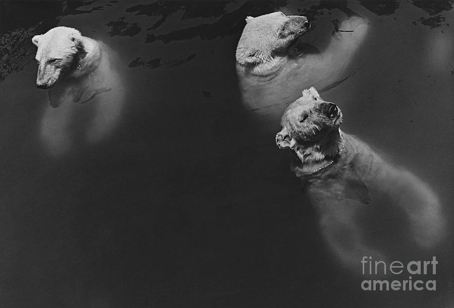 Polar Bears Swimming Photograph by Ylla