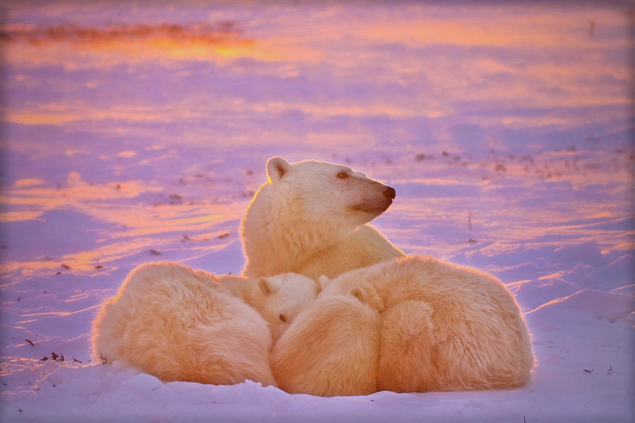 Polar family sunset Photograph by Sylvia J Zarco