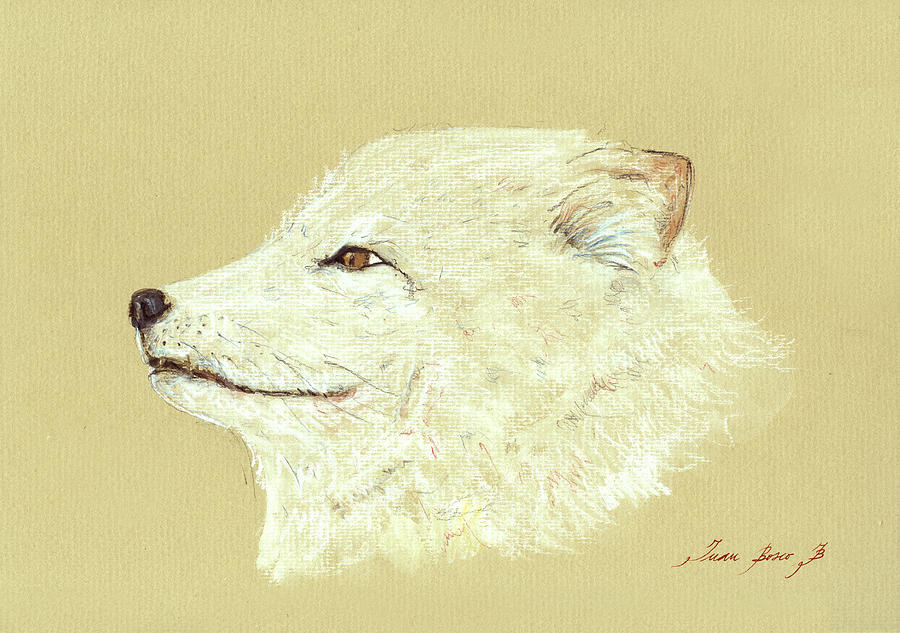 Arctic Fox Painting - Polar fox portrait by Juan  Bosco