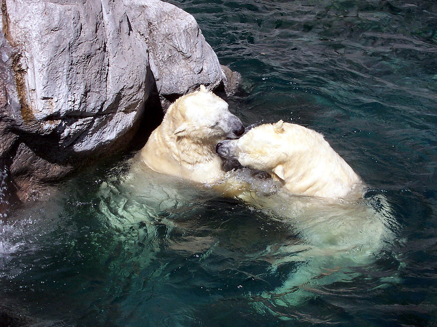 Polar Bear Photograph - Polar Love by Claude Marshall