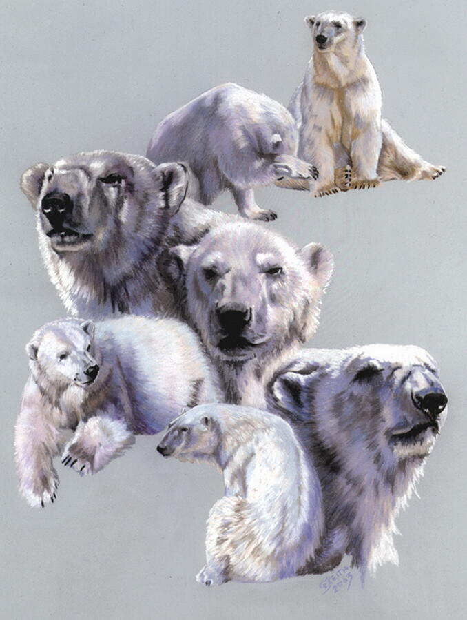 Wildlife Pastel - Arctic King by Barbara Keith