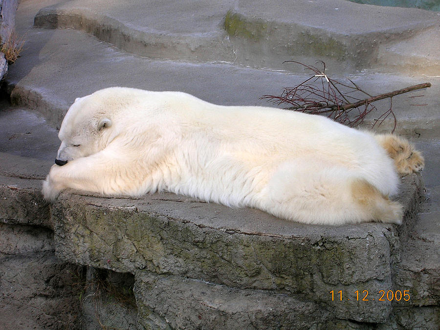 Polar Nap Photograph by Carolyn Donnell