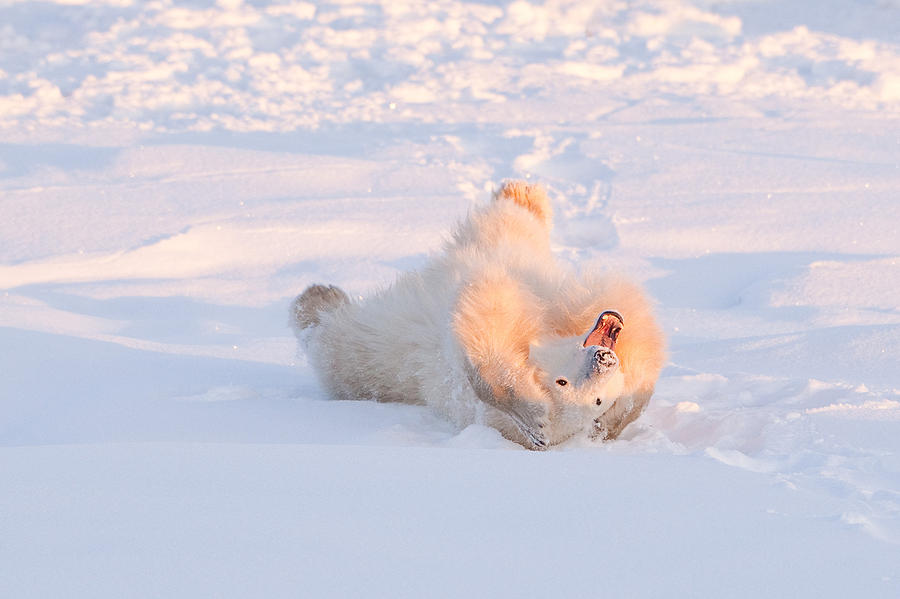 Bear Photograph - Polar Scream by Paul Burwell