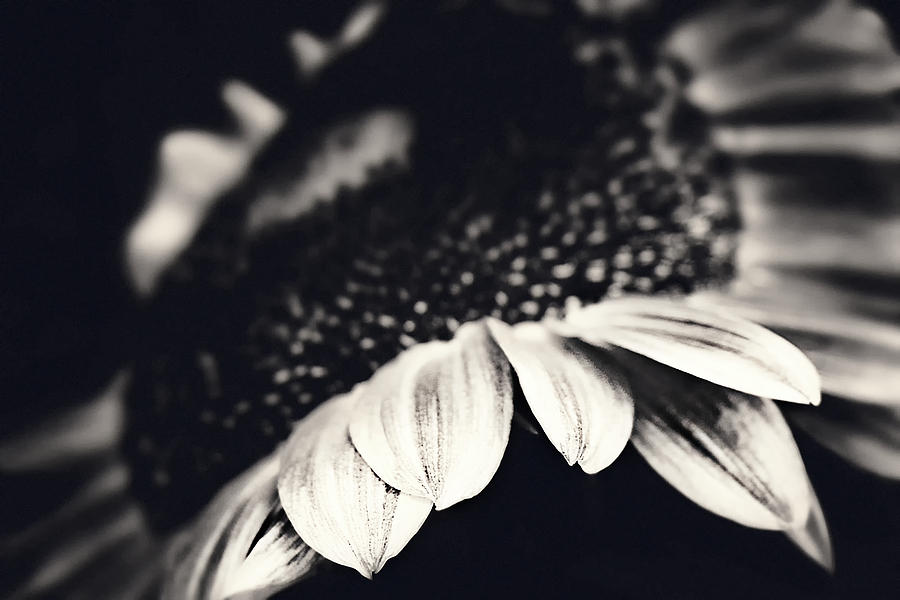 Sunflower Photograph - Polarity by Iryna Goodall
