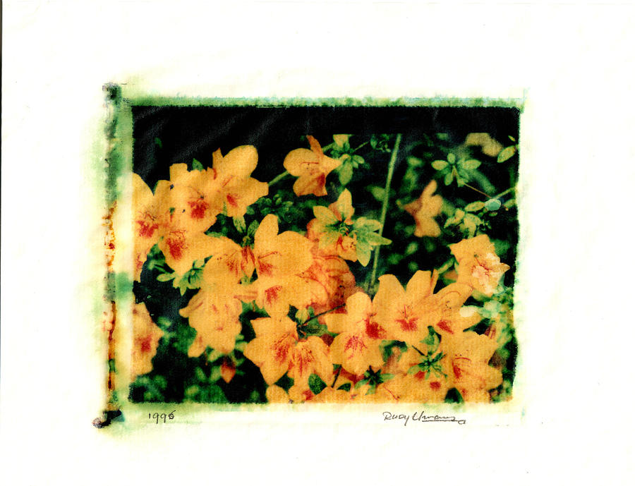Polaroid Flowers Photograph by Rudy Umans