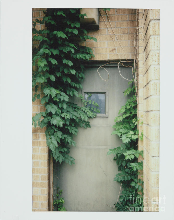 Polaroid Image-Ivy In The Doorway Photograph by Greg Kopriva