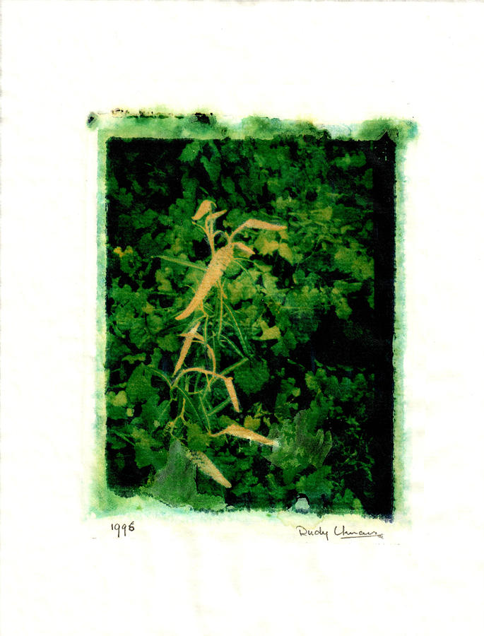 Polaroid Plant Photograph by Rudy Umans